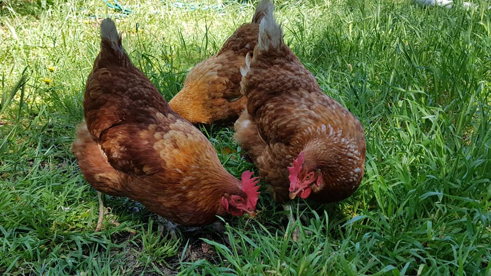 Browns Multiple Age Groups Available (Pickup Only) SouthWestChooks