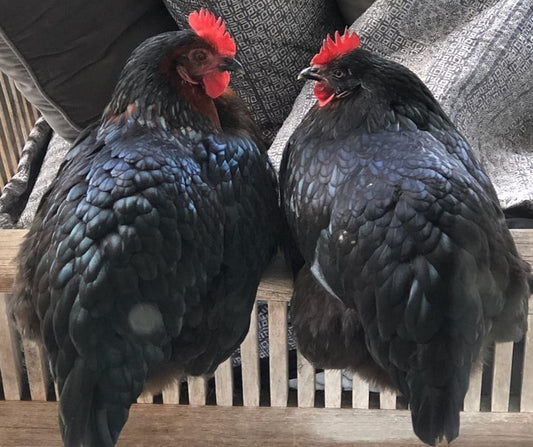Black Australorp Cross - Multiple Age Groups Available (Pickup Only)
